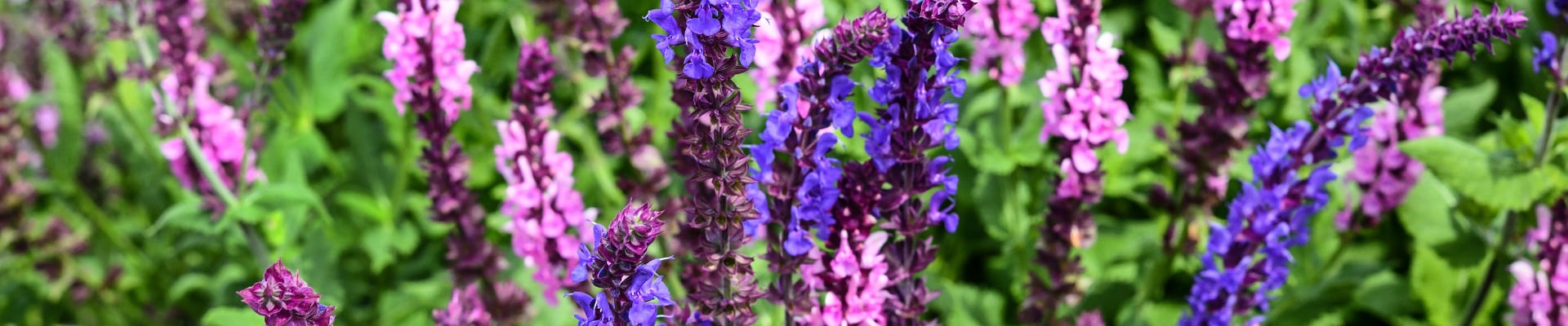 Sage / Salvia