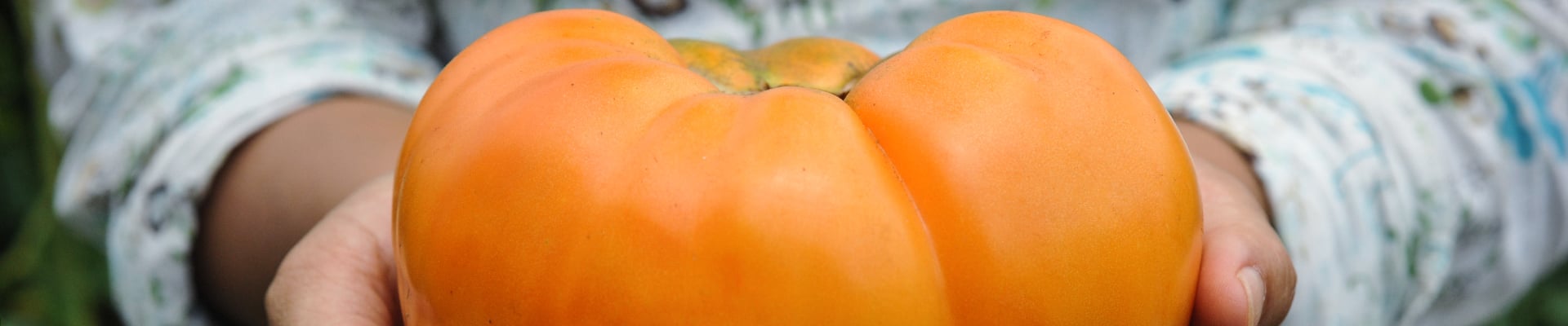 Tomatoes, Orange