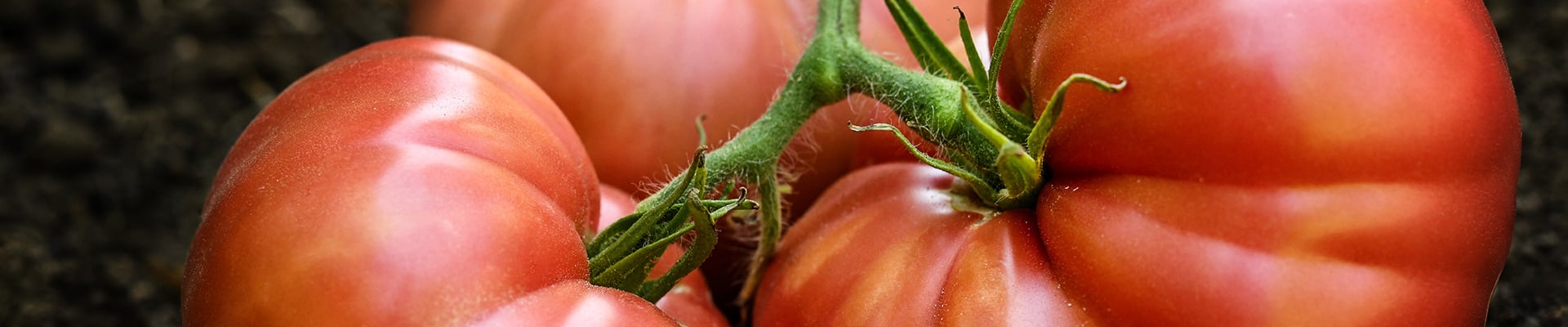 Tomatoes, Pink & Red