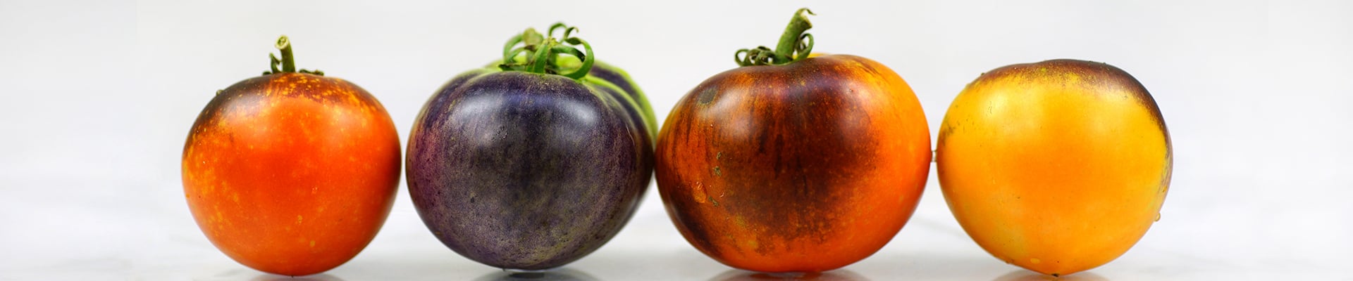Tomatoes, Blue & Purple  
