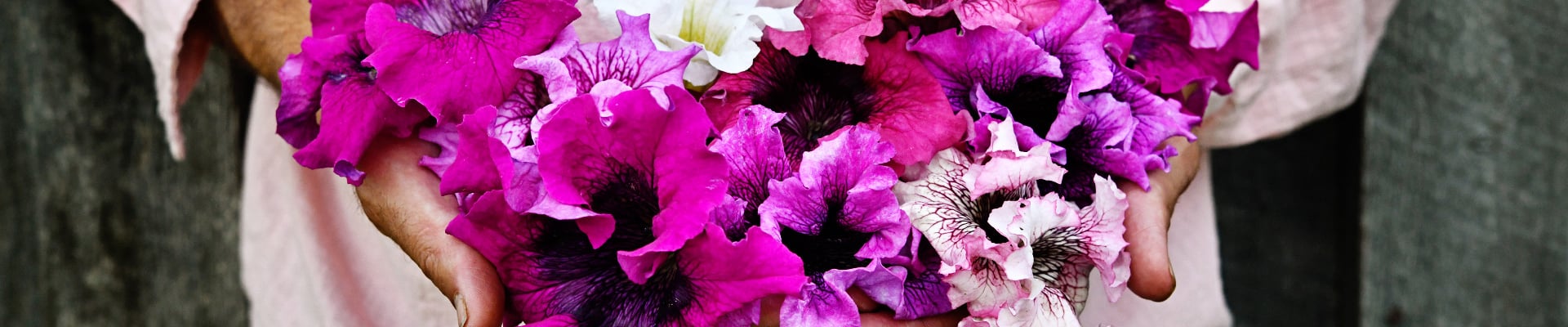 Petunia Petunia