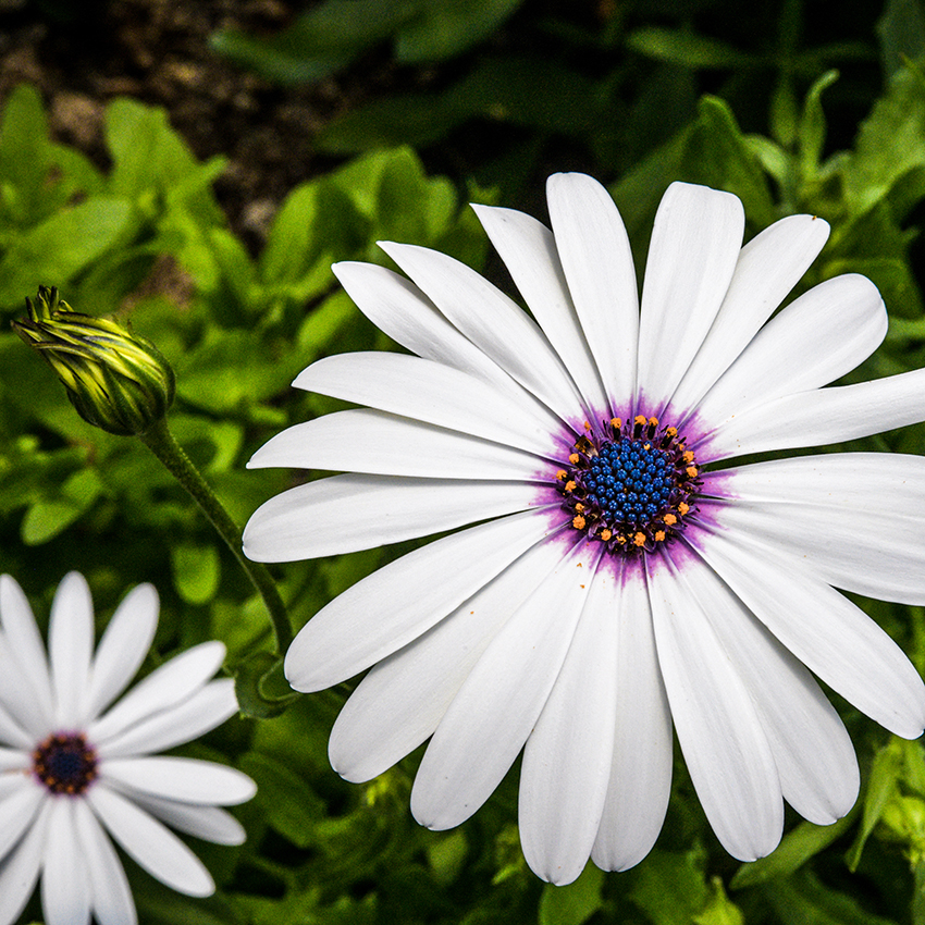 Cape daisy clothing store