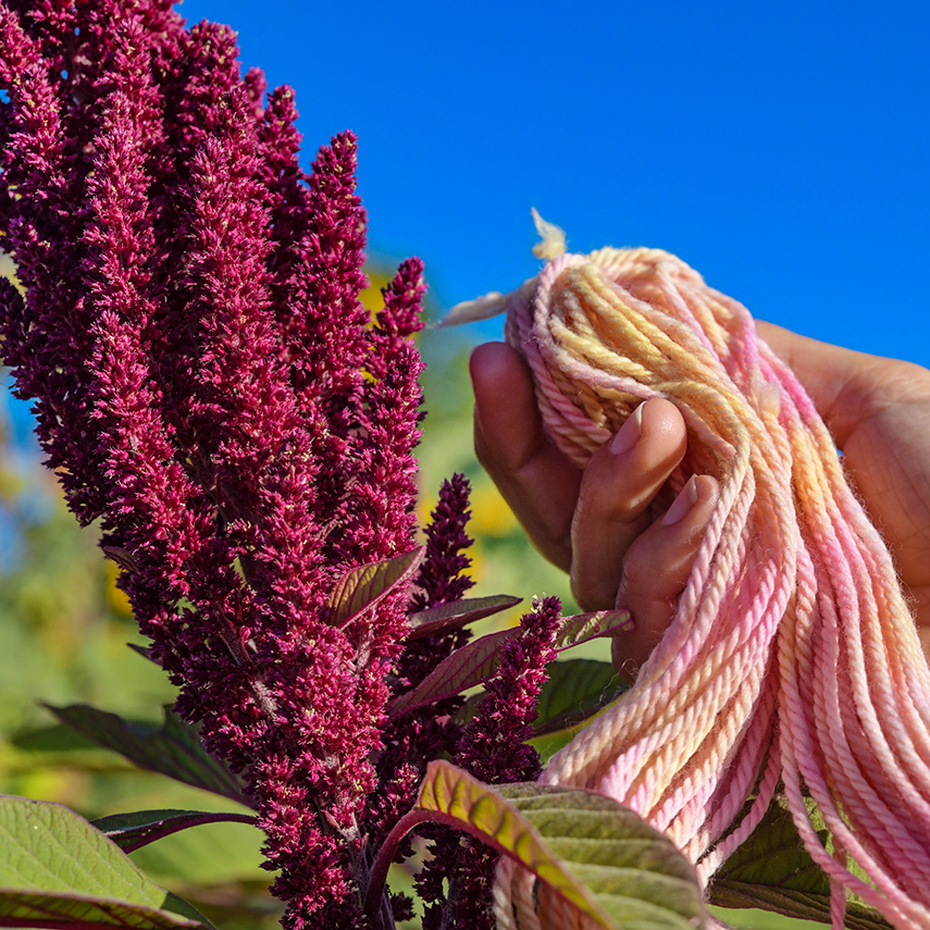 Elenas Rojo Amaranth Seeds | Baker Creek Heirloom Seeds