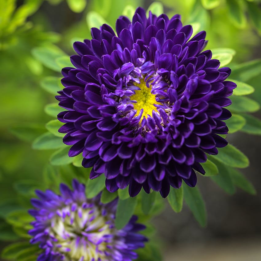 Aster flower clearance