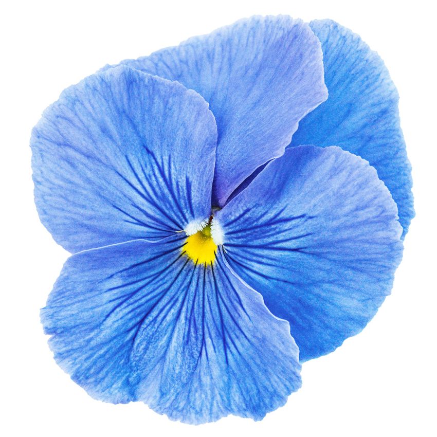 Celestial Blue Pansy Seeds | Baker Creek Heirloom Seeds