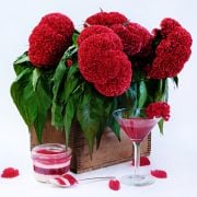 Celosia Seeds, Tornado Red Cockscomb