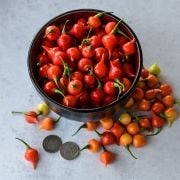 Hot Pepper Seeds, Biquinho Red 