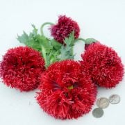 Poppy Seeds, Crimson Feathers 