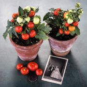 Tomato Seeds, Micro Tom