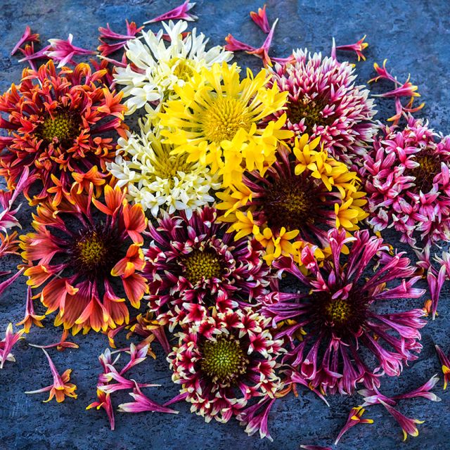 Growing gaillardia clearance