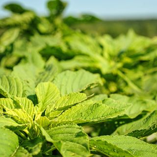 Amaranth Seeds, Green Calaloo 