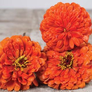 Orange King - Zinnia