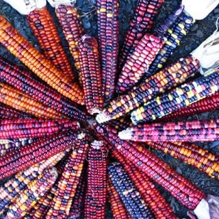 Painted Mountain Corn