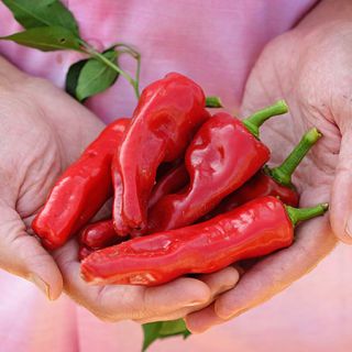 Melrose Pepper
