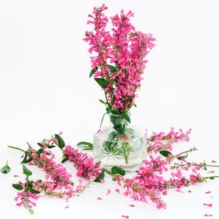  Raspberry Daiquiri Agastache arranged in glass container on a white background.