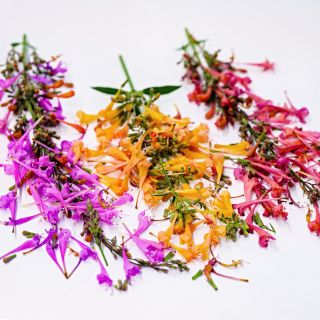 A close-up macro view of Fragrant Delight Mix Agastache stems and blooms on light background.