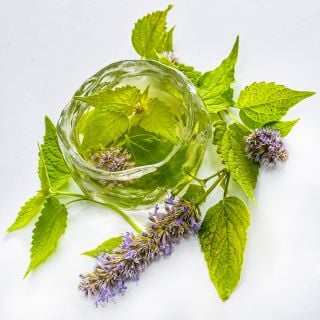 A cup of Golden Jubilee Korean Hyssop tea with leaves and flowers on a white background.