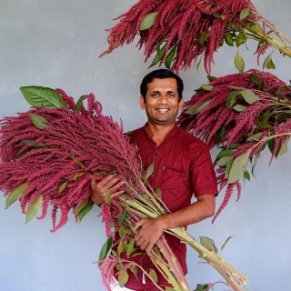 A MESA intern wearing his traditional Sri Lanka dress while holding an armful of Elena's Rojo Amaranth stalks.