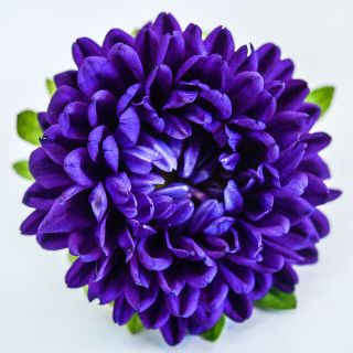 A single Matsumoto Blue Aster bloom on a white background.