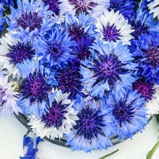 A close-up of Classic Fantastic Bachelor's Button flowers.