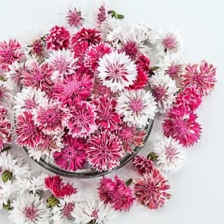 Classic Romantic Bachelor's Button flowers arranged on white background.