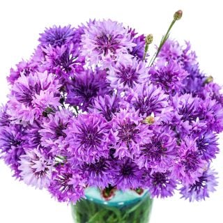 Mauve Lady Bachelor's Button flowers arranged in vase on white background.