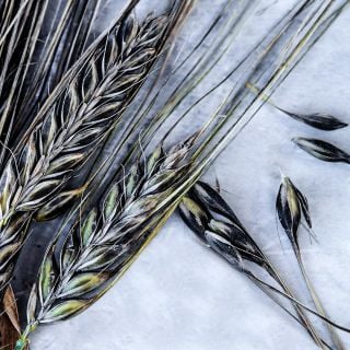 An extreme close-up macro view of Black Hulless Barley.