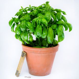 Mammolo Basil growing in a tero cotta pot on a light backround.
