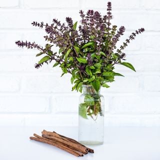 An arrangement of flowering Cinnamon Basil with some cinnamon sticks against a white brick wall.