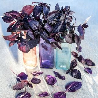 Three colorful glass bottles filled with the beautiful leaves of Dark Purple Opal Basil. 