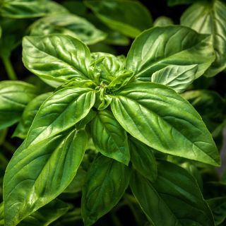 A close-up of Genovese Basil growing on the farm at Baker Creek.