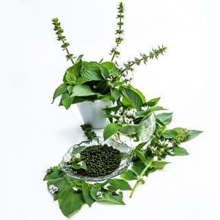 Lime Basil in a vase with blooms and a basil caviar recipe on a white background.