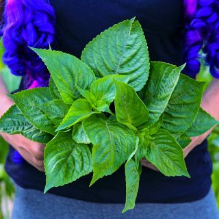 Izzie is holding a beautiful bouquet of African Nunum Basil.