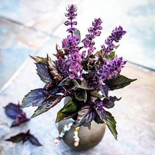 Persian Basil in small raku vase on a slate tile background.
