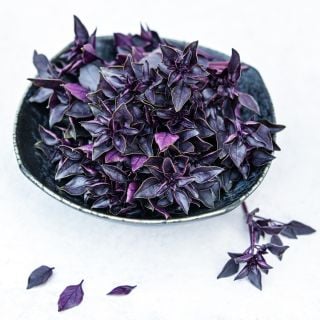 A bowl of Purple Ball Basil on a white background.