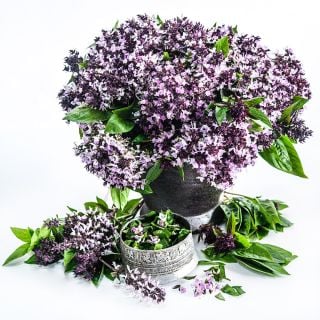 A bouquet of blooming Siam Queen Thai Basil in a pot with a Thai bowl on a white background.