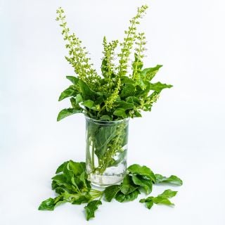 Thai Holy Kaprao Basil stems in jar of water with leaves on a white background.