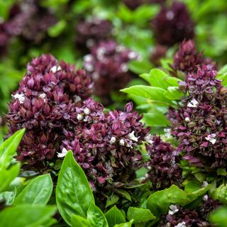 Cardinal Basil growing in garden.