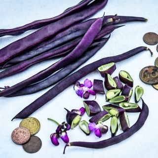 Cut and whole Blauhilde Beans arranged with blooms and coins on a light background.