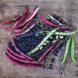 Cherokee Trail of Tears Beans at various stages of maturity arranged on a wooden background.