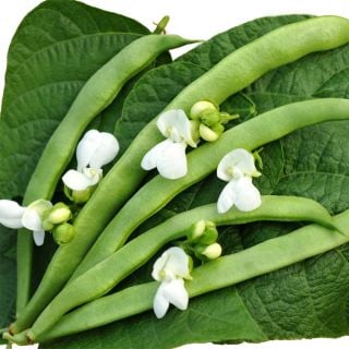 Old Homestead Bean (Kentucky Wonder Pole) Beans arranged on leaves with white blooms.