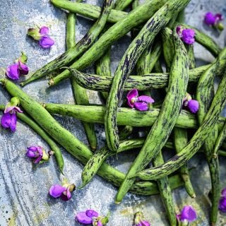 A close-up of Rattlesnake Pole Beans with dark pink blooms on a metal background.