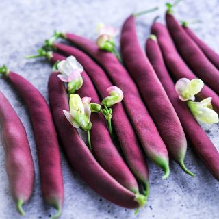 Red Swan Bush Beans on light background