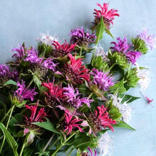 Spielarten Mix Bee Balm flowers on a light blue background.