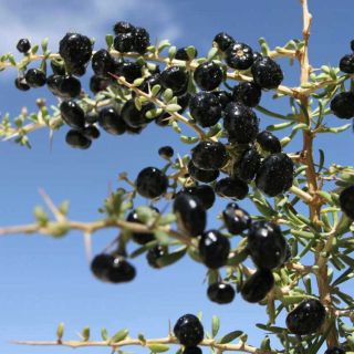 Black Goji Berry (Black Wolfberry) growing in the garden.