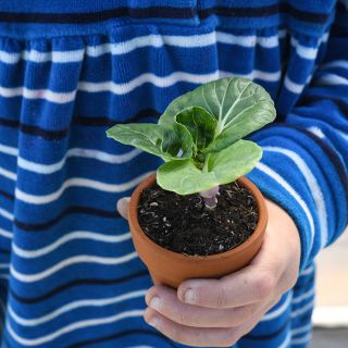 Hedou Tiny Bok Choy plant in small pot