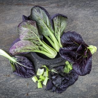 Purple Lady Bok choy on grey background
