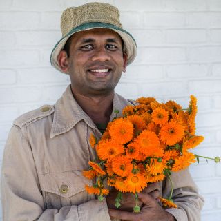 A gardener holding a bouquet of Ball's Improved Orange Calendula flowers against a white brick background.