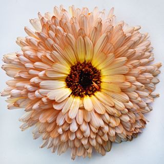 A close-up view of a single Strawberry Blonde Calendula flower on a white background.