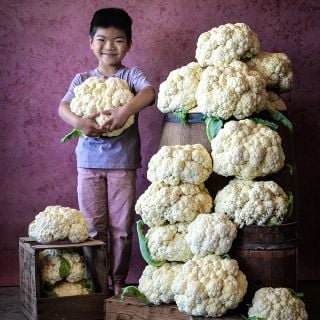 Cyan holding large Amazing Cauliflower head next to stacked heads.